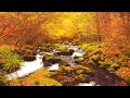 4K映像「蓼科高原の秋　紅葉の滝ノ湯川・蓼科大滝」自然音 森林浴 10月下旬 絶景癒し風景 Japan  Tateshina Autumn leaves Nature Relaxation