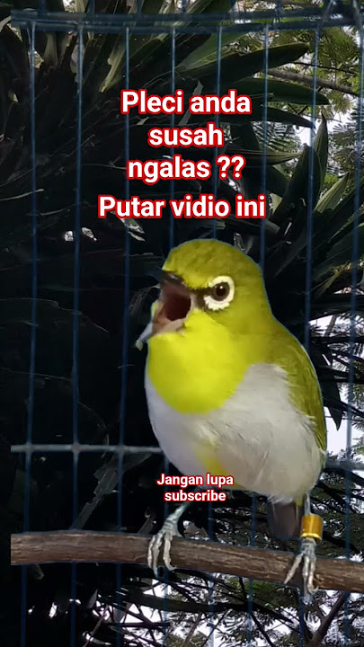 pleci bustomi gacor dorr #plecigacor