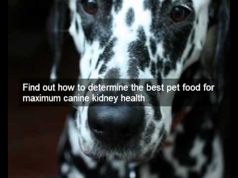 dog nutrition 4 kidney failure in dogs treatment | cheap dog food