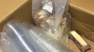 【昆虫飼育】いつものDOSで今期ブリード用品購入