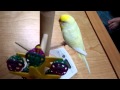 セキセイインコ (•ө•)♪ 『パーチスターボールを引き寄せる』