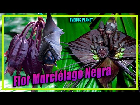 Video: Información de flores de murciélago: cómo cultivar plantas de flores de murciélago