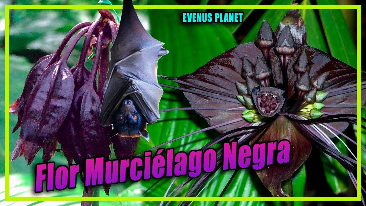 Flor Murciélago Negra (Tacca chantrieri) - Naturaleza Sorprendente Ep3 -  thptnganamst.edu.vn