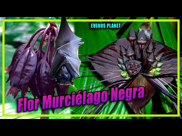 Flor Murciélago Negra (Tacca chantrieri) - Naturaleza Sorprendente Ep3 -  YouTube