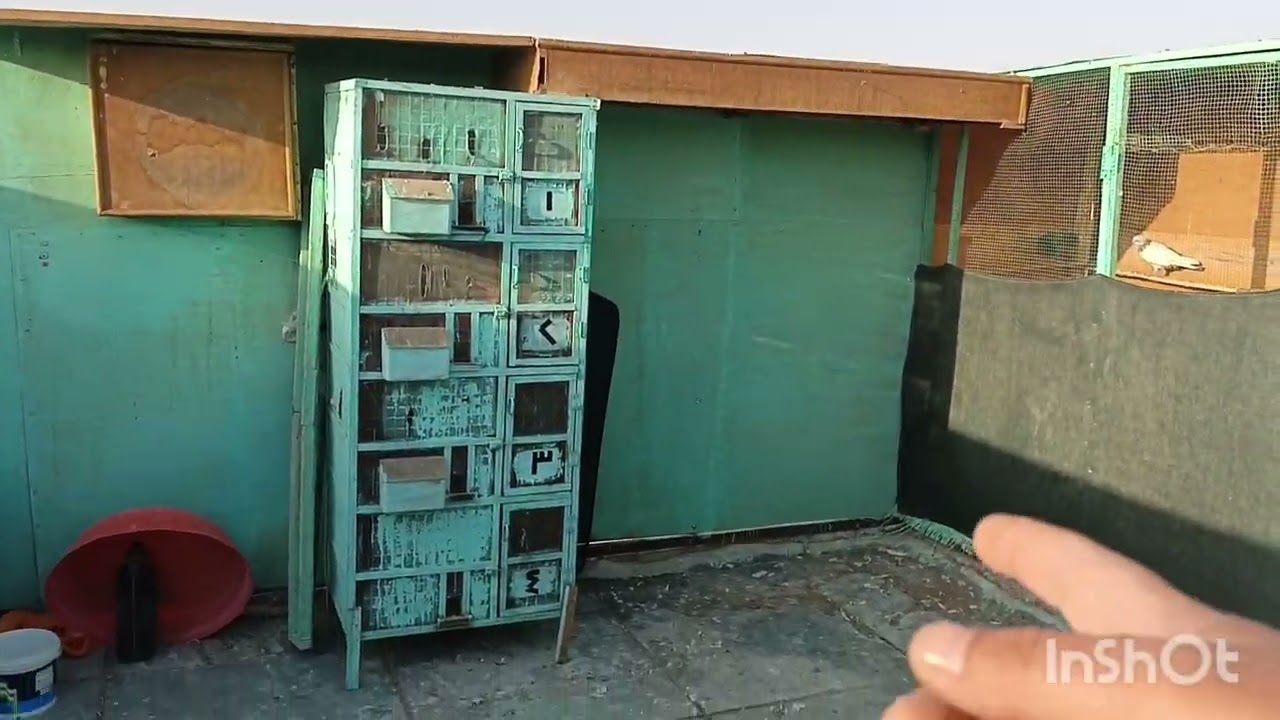 دكيت الطيور فصل ساعتين ويه صيد اليوم