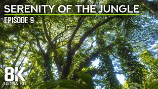 Tranquil Sounds of a Tropical Forest - 8K Immersed in the Lush Serenity of the Jungle - Episode 9