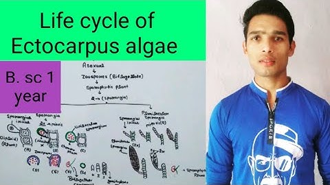 Life cycle of Ectocarpus algae