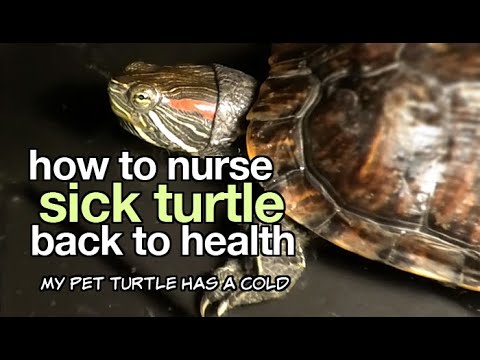 Video: Vad ska jag göra om min Aquatic Turtle är sjuk?