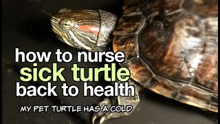 My Pet Turtle Got A Cold (Caring For Sick Turtle Back To Health)