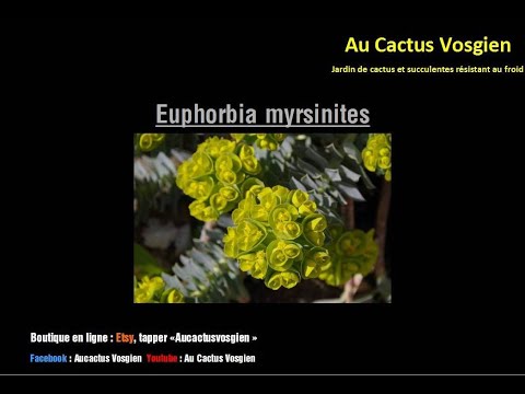 Vidéo: Types Et Noms De La Plante D'euphorbe (34 Photos): Descriptions D'euphorbe, La Plus Belle Et Peigne, Résineuse Et Vigne, Piquante Et Synadénium