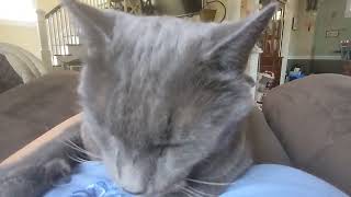 Bruno sleepy pets 🥱 by Sasha & Bruno 34 views 1 year ago 45 seconds