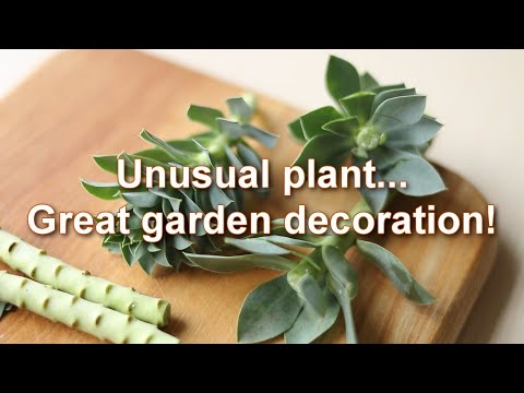 Video: Crepe Myrtle Leaf Growth - Myrtle Myrtle nu are frunze