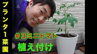 #3ミニトマト育て方 植え付け　ベランダ菜園