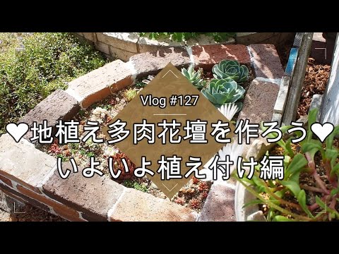 Vlog127 多肉植物 地植え多肉花壇を作ろう いよいよ植え付け編 地植え多肉 寄せ植え Youtube