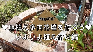 【Vlog127】【多肉植物】地植え多肉花壇を作ろう❤いよいよ植え付け編【地植え多肉】【寄せ植え】