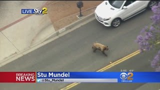 Bear Roams Around Bradbury Neighborhood