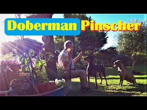 doberman-pinscher-aggression-discipline-and-socialization-training