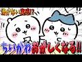 【ちいかわ】合格でおかしくなってしまうちいかわ…実感が湧き元に戻るのか…【最新話】