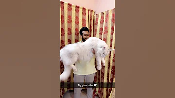 India’s Hugest Cat | MAINECOON CAT INDIA | Cat of india |mainecoon cat for sale in india📞8463993393