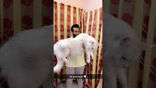 India’s Hugest Cat | MAINECOON CAT INDIA | Cat of india |mainecoon cat for sale in india📞8463993393 screenshot 4