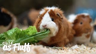 The Woman Who’s Rescued Thousands of Guinea Pigs | CUTE AS FLUFF