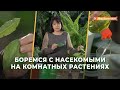 Как бороться с насекомыми-вредителями