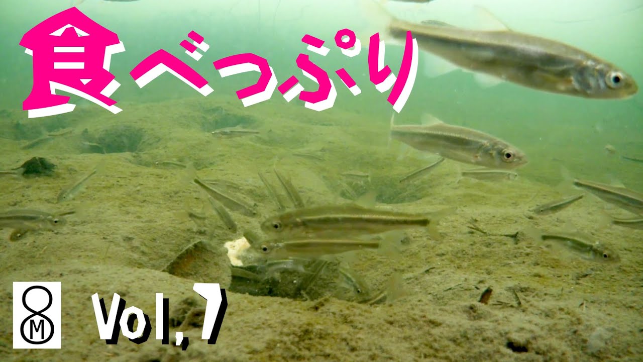 極寒の沼で冬モード スローな動きのウグイの稚魚たち 素材そのまま30分間 食べっぷり Vol 7 Youtube 極寒の沼で冬モード スローな動きのウグイの稚魚たち 素材そのまま30分間 食べっぷり Vol 7 Youtube