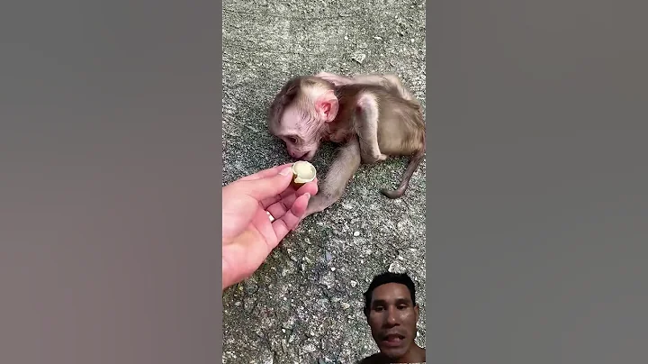#monkey #animals #jiskeaanesemukammalhogayithizindagisong #cute #babymonkey #thucung