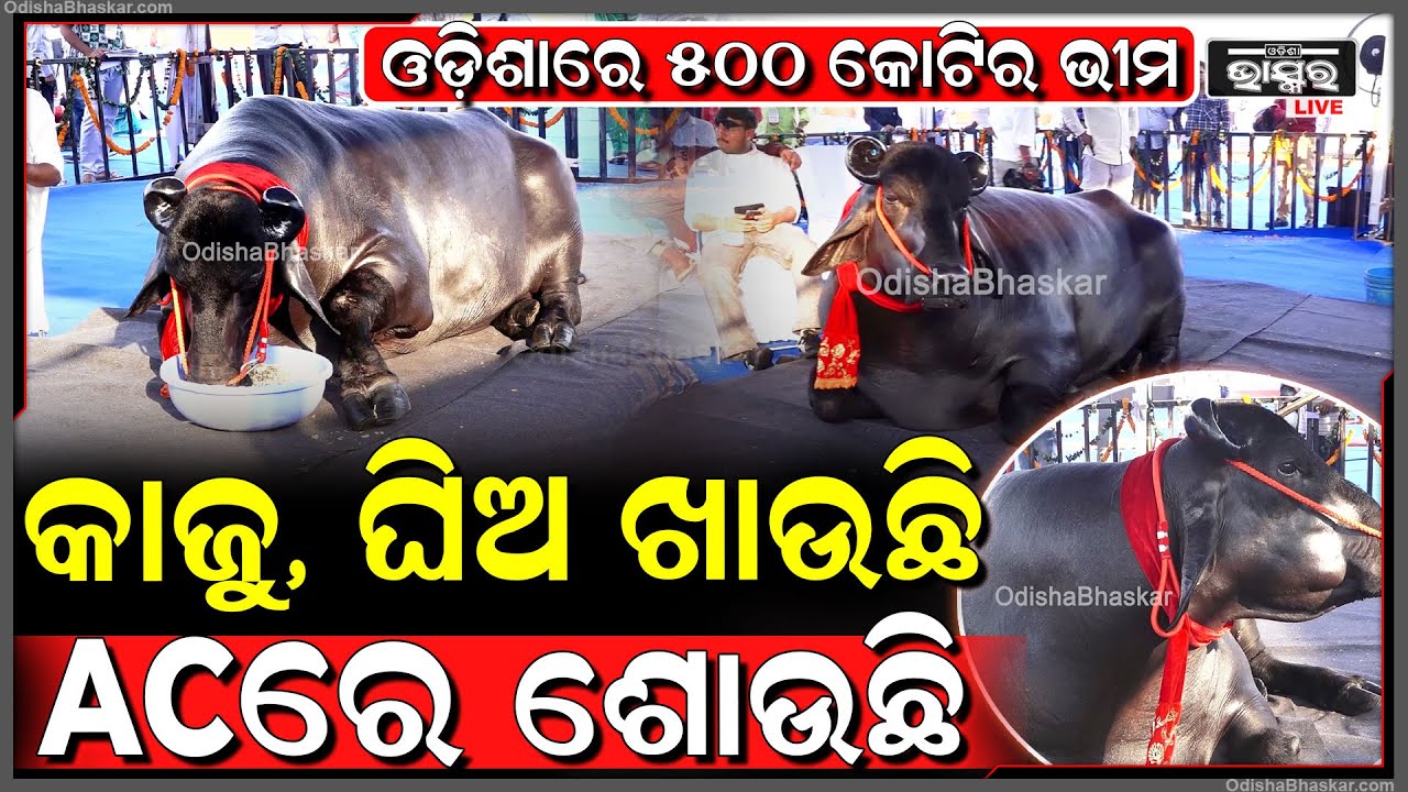 ଭୁବନେଶ୍ଵରରେ ରାଜସ୍ଥାନର 500 କୋଟିର ମଇଁଷି, ମାସକୁ ଖାଉଛି 2 ଲକ୍ଷ ଟଙ୍କାର ଜିନିଷ 500 cr buffalo