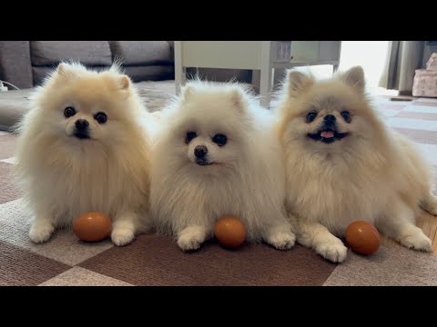 産みたての高級な卵を見せたら3姉妹ポメラニアンはこうなりました