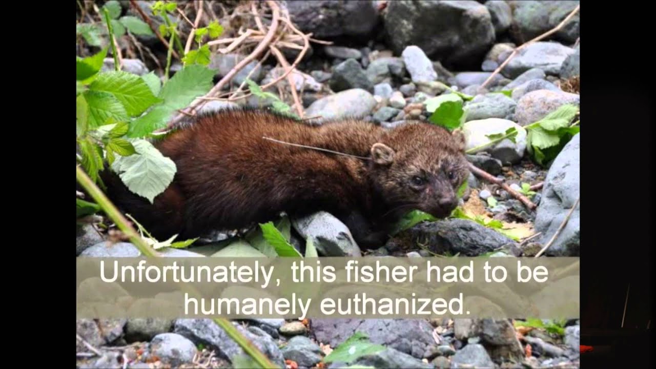 A Growing Problem on our Public Lands | Mourad Gabriel MS, PhD | TEDxYosemite