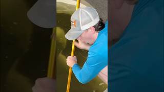 Monster Fish Rips a Hole in My Net! #fish #catfish #fishing #monster #animal