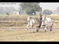 Live husainpur hoshiarpur ox race 15 jan 2024