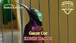 Download Lagu Konin Dacok Gacor Cor MP3 Download Lagu Konin Dacok Gacor Cor MP3