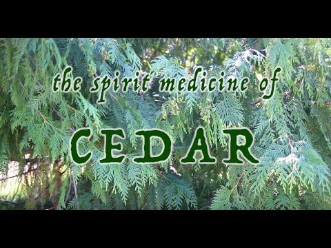 The Spirit Medicine of Cedar