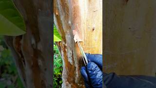 Tree Bark Falling Off Science Explained