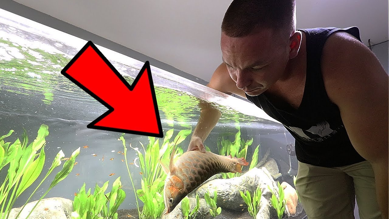 Can Arowana Survive In Cold Water?