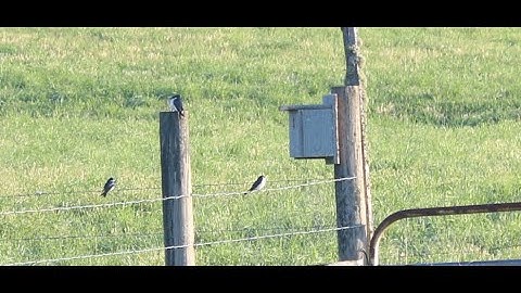 How To Build A Tree Swallow Box