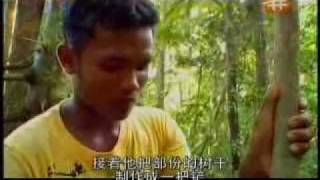 Tongkat Ali Part 1/2 VTS 17 1