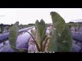 海老芋成長記録