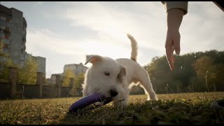 Diferentes tipos de mordidas en perros.