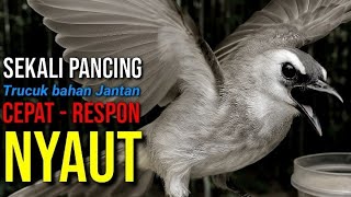 Download Mp3 trucuk betina memanggil jantan suara birahi ngalas 100% pancingan trucukan gacor agar bunyi Gudang lagu Download Mp3 trucuk betina memanggil jantan suara birahi ngalas 100% pancingan trucukan gacor agar bunyi