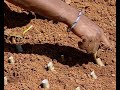 Mulberry cultivation (sericulture -i)(Shatoot ki kheti)