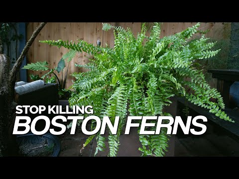 Stop Killing Your Boston Ferns! Full Care Guide