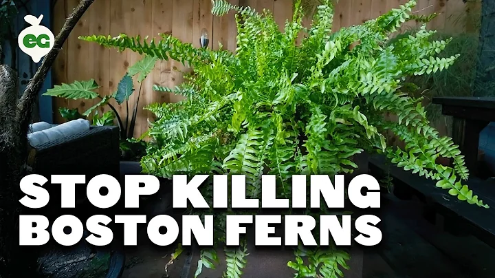 Stop Killing Your Boston Ferns! Full Care Guide