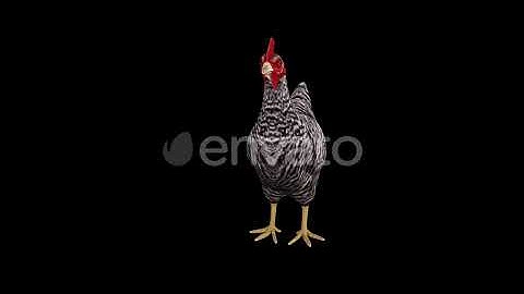 Village Chicken Idle Front View | Motion Graphics - Videohive template