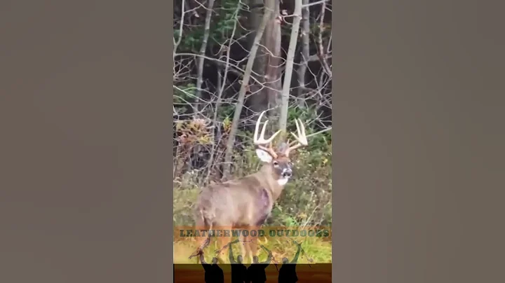 Close Encounter with a Giant Pennsylvania Whitetail Buck - Biggest Buck I've Ever Seen!
