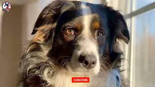 Beloved N.j. Dog Died At Groomer, Who Was Just Arrested On Drug Charges. Is There A Connection?