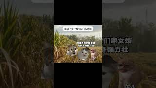 #猫meme #猫meme小剧场 #猫meme日常 #搞笑 #memes #内容过于真实