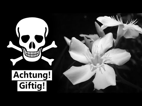 Video: Dieser Ungewöhnliche Oleander